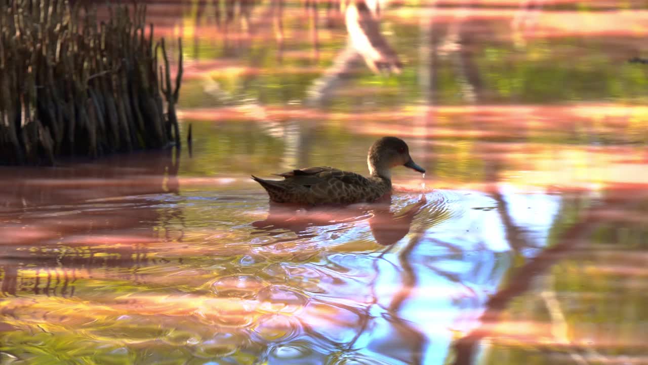 在蓝藻繁盛的旱季，野生灰绿鸭在红树湿地游来游去，沿着高盐度的乳粉色水道觅食无脊椎动物。视频下载