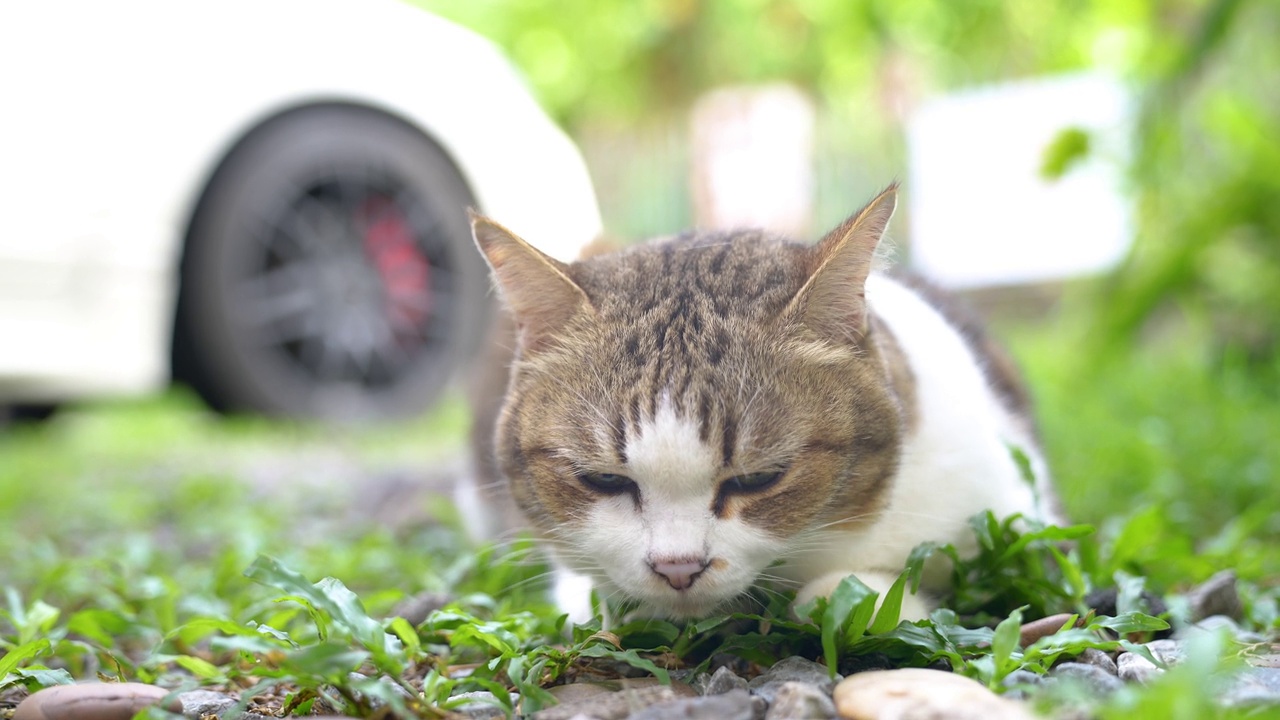 毛茸茸的猫坐在郁郁葱葱的绿色草坪上看向一边的肖像。视频下载