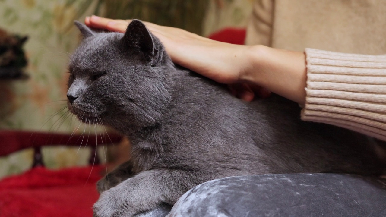 动物和生活方式。一位不知名的女士和宠物一起躺在家里的沙发上，抚摸着她的灰色英国猫。视频下载