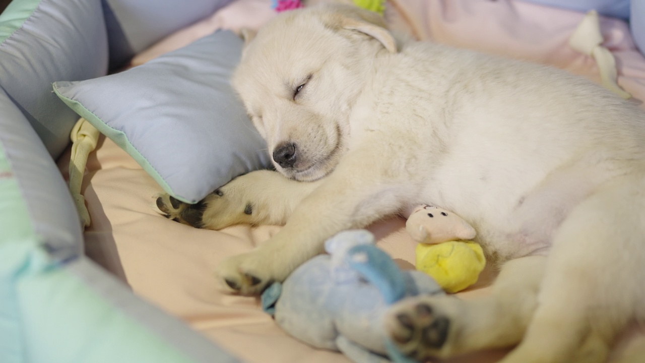 一只可爱的黄色拉布拉多小狗躺在一边，头靠在枕头上，抱着一个玩具娃娃，舒适地睡在他的床上。视频下载