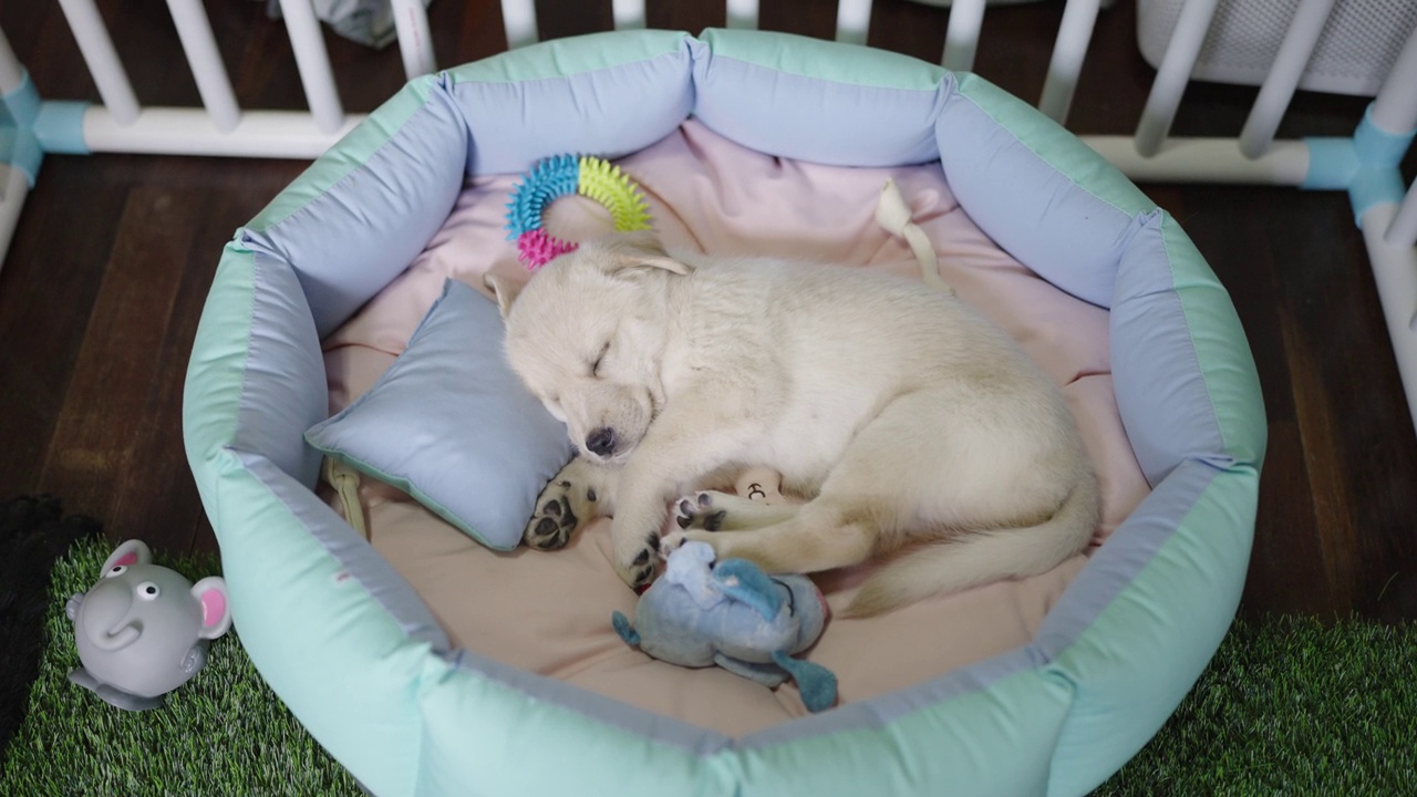 一只黄色的拉布拉多小狗在舒适的床上熟睡，白色的板条箱里装着宠物玩具和娃娃。视频下载