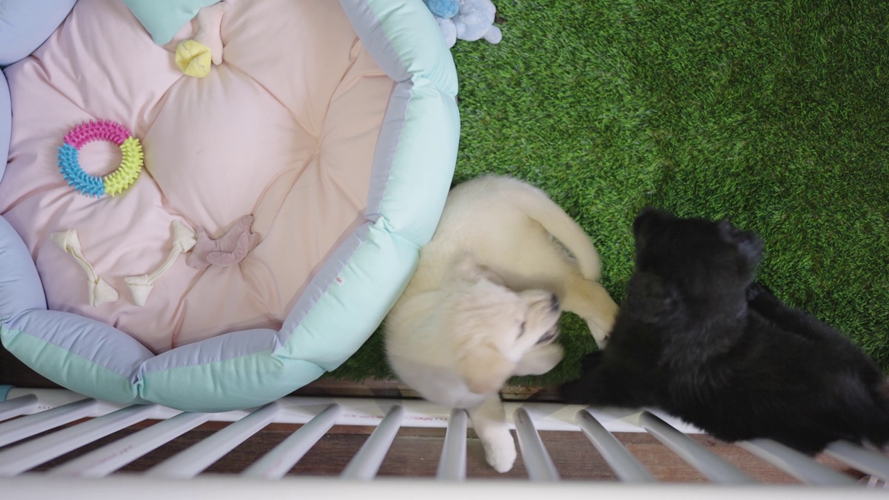 两只纯种拉布拉多猎犬被关在一个白色的板条箱里，在床边的人造草地上咬着、玩着。视频下载