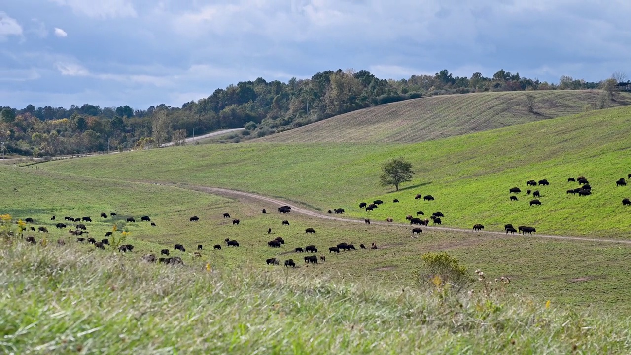 美洲野牛在连绵起伏的草原上放牧视频素材