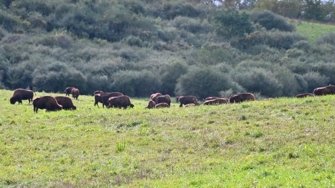 野牛群在草原上吃草视频素材