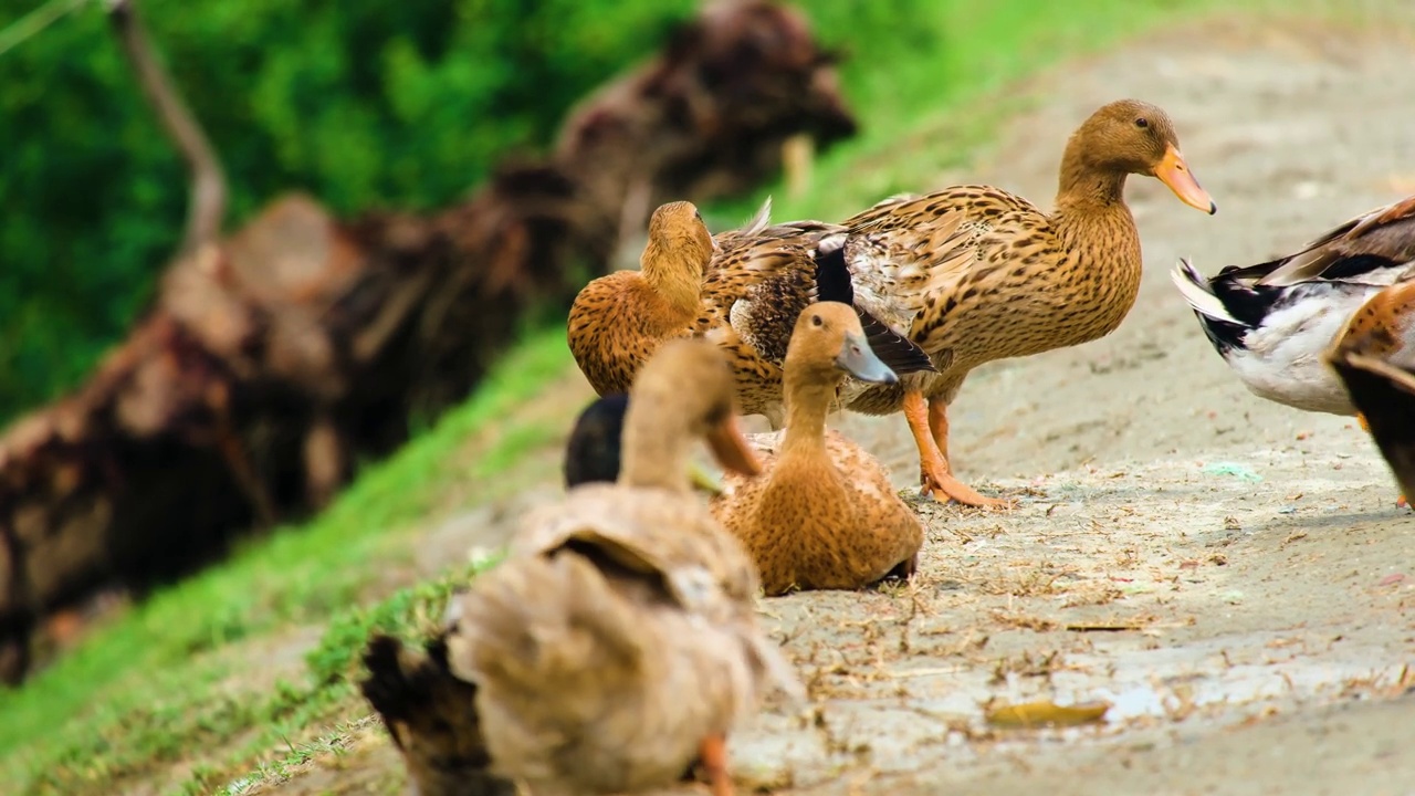 一群不同的鸭子摇摇摆摆地放松着。孟加拉国的水禽视频下载