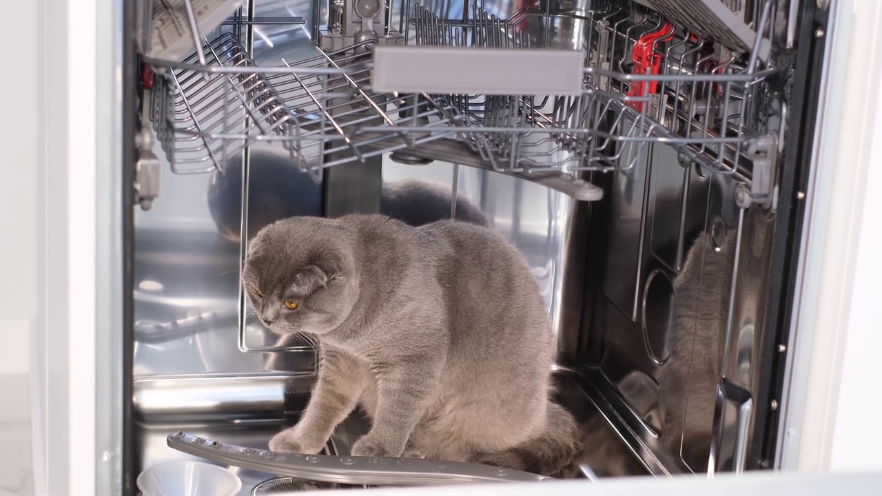 一只苏格兰猫在洗碗机里玩耍视频下载