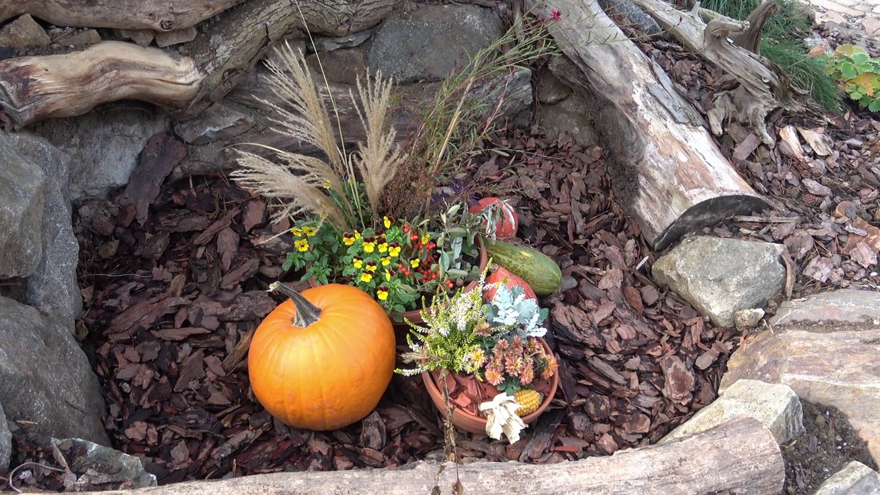秋季园林装饰。感恩节或万圣节的概念。视频下载