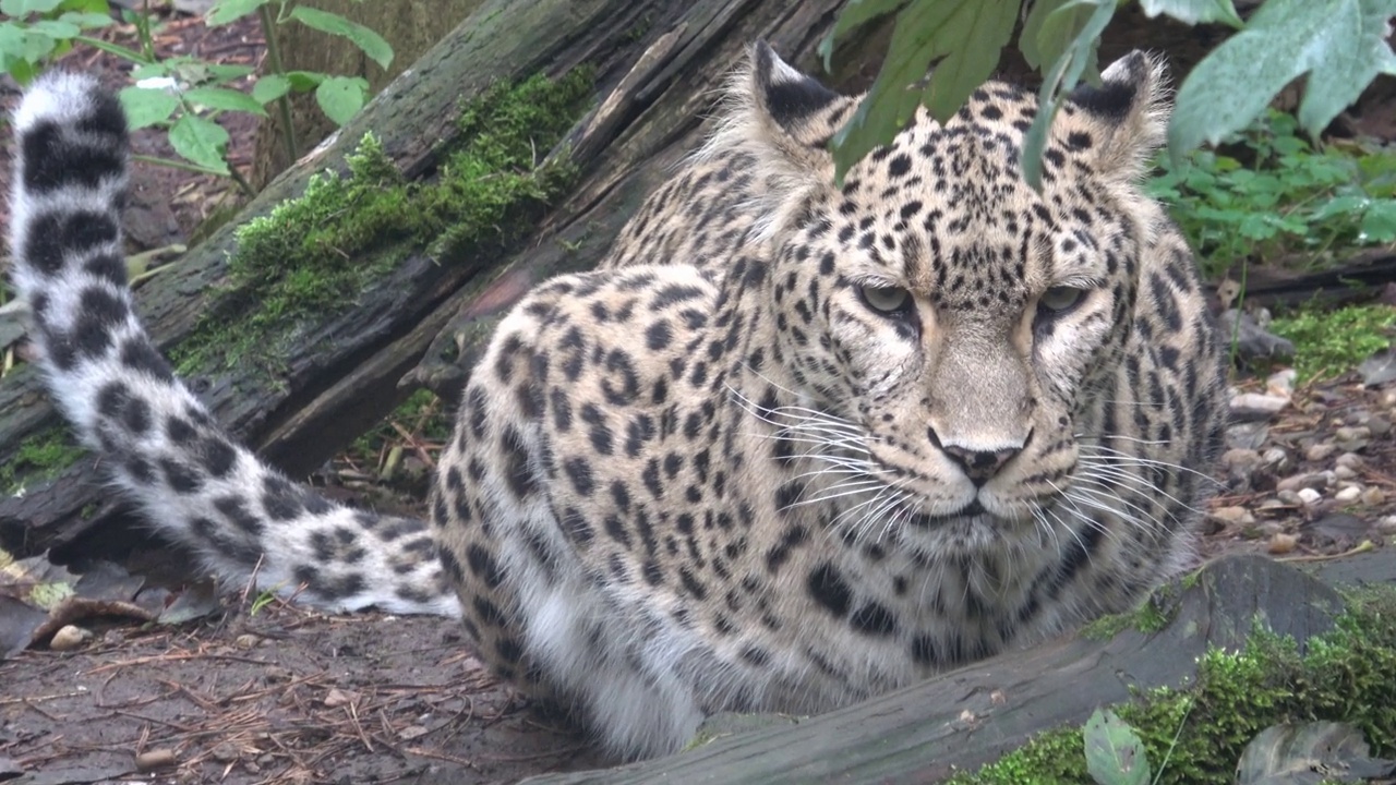 波斯豹(Panthera pardus saxicolor)是一种伟大的动物，它得到了真正的尊重视频下载
