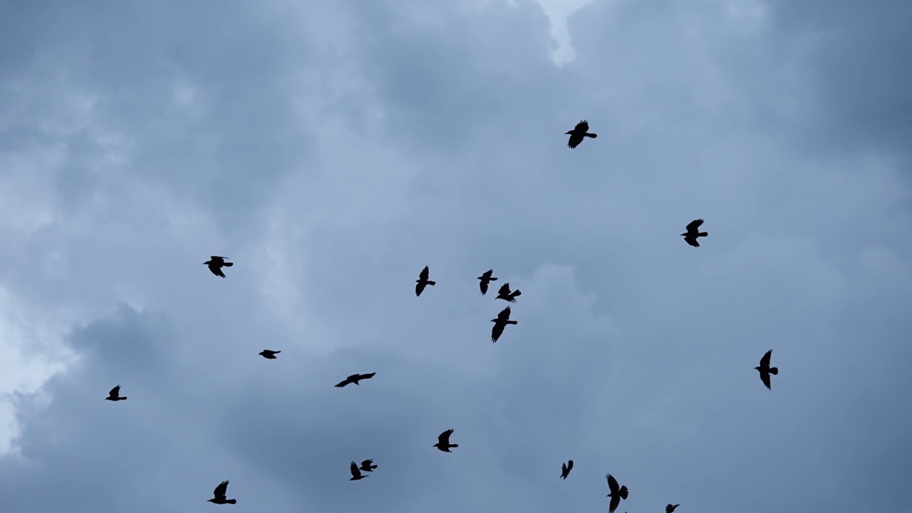 一群黑鸟在黑暗的天空下运动，慢动作视频素材