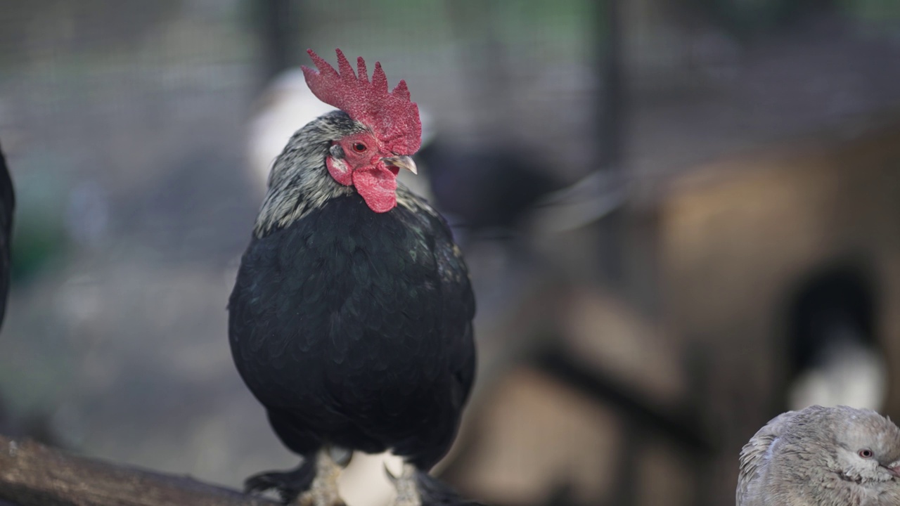 农场花园装饰家养公鸡画像，慢动作视频素材