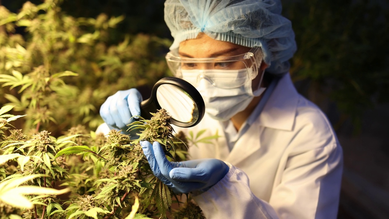 研究人员使用放大镜检查大麻植物的质量。用于高质量的医疗保健以及生物和生态大麻。视频下载