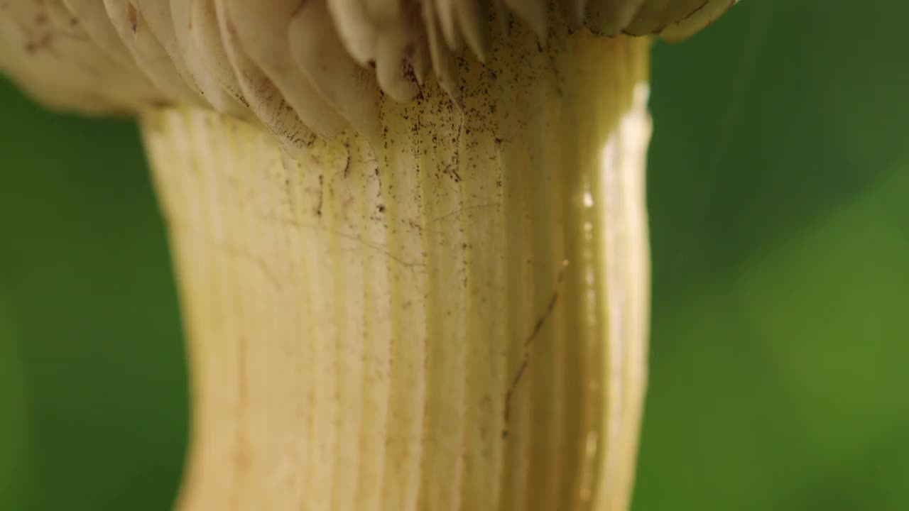 在花园中生长的鸡油菌茎的微距镜头。光线在模糊的背景中变化。浅景深的电影画面。视频素材