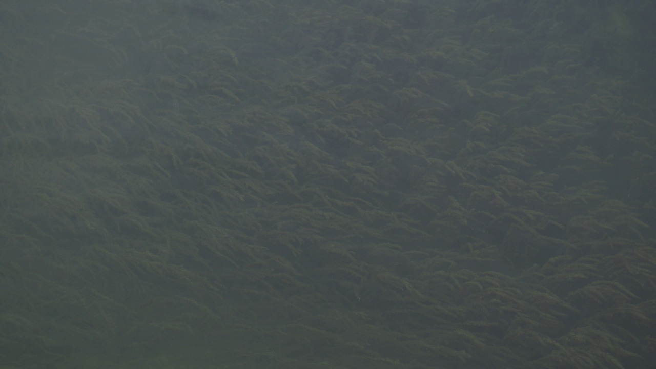 Bohinj湖底的草地视频素材