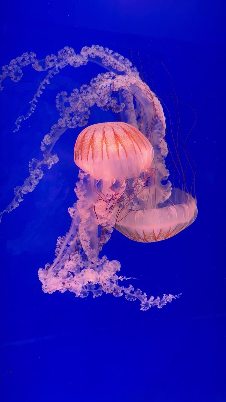 粉色水母在水族馆里游泳视频下载