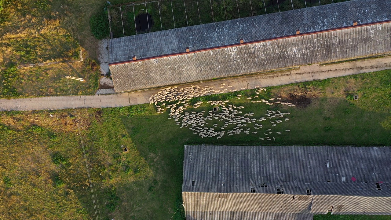 养羊鸟瞰图。一群羊在农场建筑附近吃草视频素材
