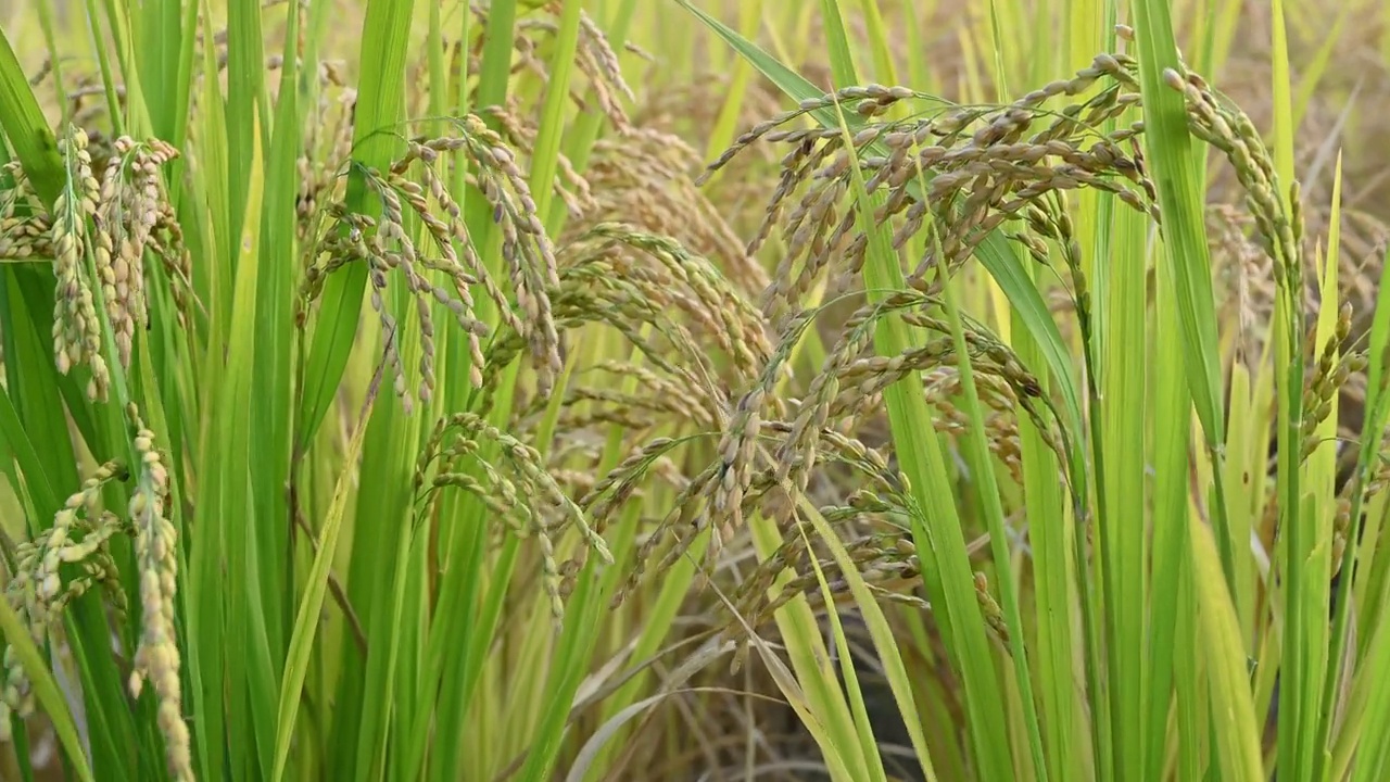 稻穗成熟的稻田在收获丰收的季节视频下载