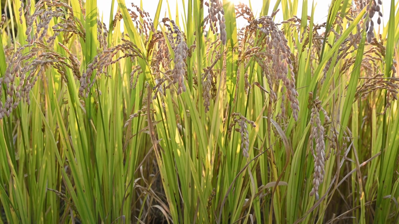 稻穗成熟的稻田在收获丰收的季节视频下载