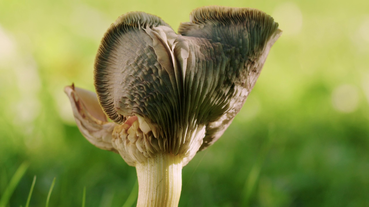 一个正在生长的鸡油菌菇的电影镜头。蘑菇生长在花园里。十月阳光灿烂的日子里太阳的背光。视频素材
