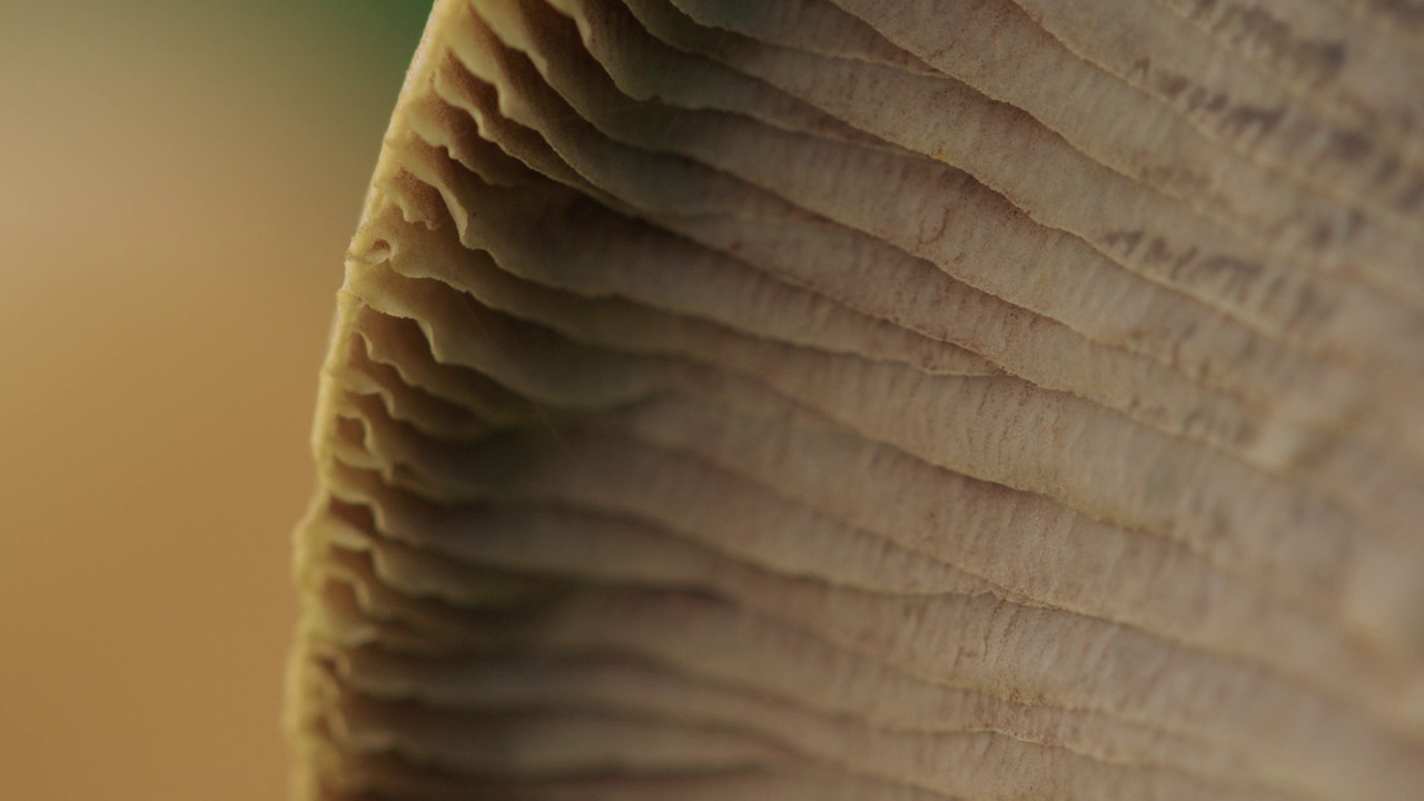 微距镜头下的蘑菇在风中移动。可见的蘑菇的小细节。浅景深。视频素材