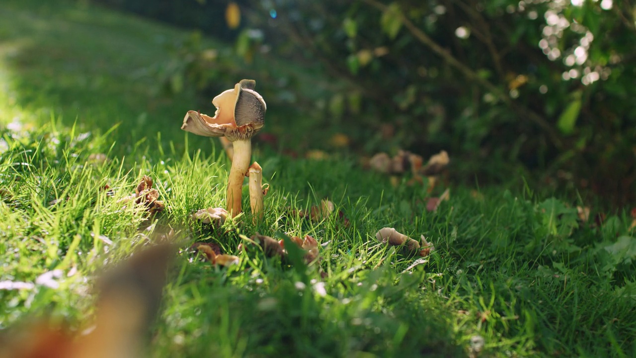 长在常青树或灌木附近的黄色蘑菇的广角照片。静态拍摄浅景深，云移动，大风。典型的德国花园中的秋天。视频素材