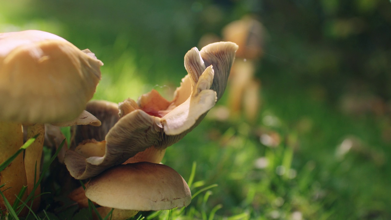 中等特写镜头的蘑菇生长在一个花园的体积不明。浅景深视频下载