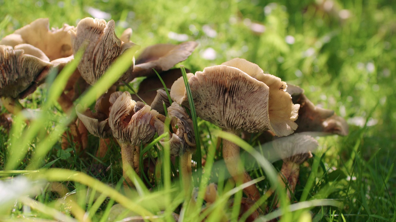 宽镜头的鸡油菌生长在一个花园。很多蘑菇长得很近。晴朗的一天，风很大。视频素材