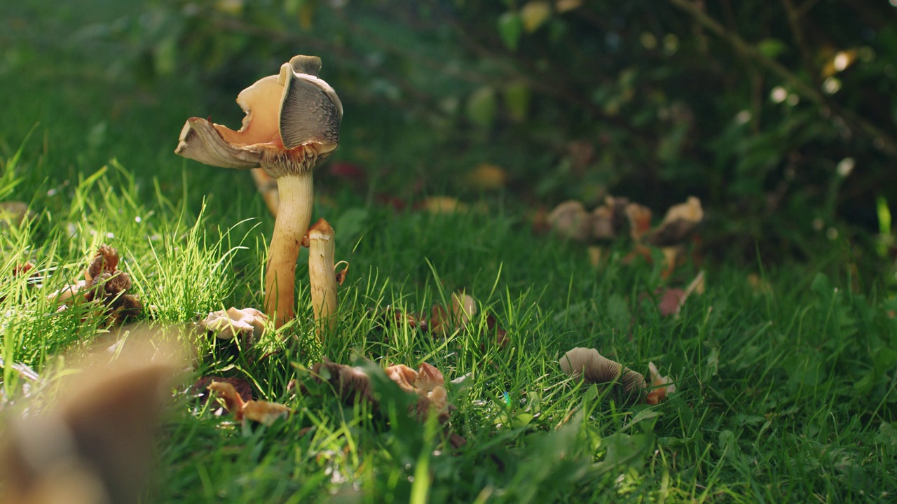 鸡油菌生长在常绿树木或灌木附近的黄色蘑菇(鸡油菌属)静态拍摄浅景深，云移动，大风。典型的德国花园中的秋天。视频素材