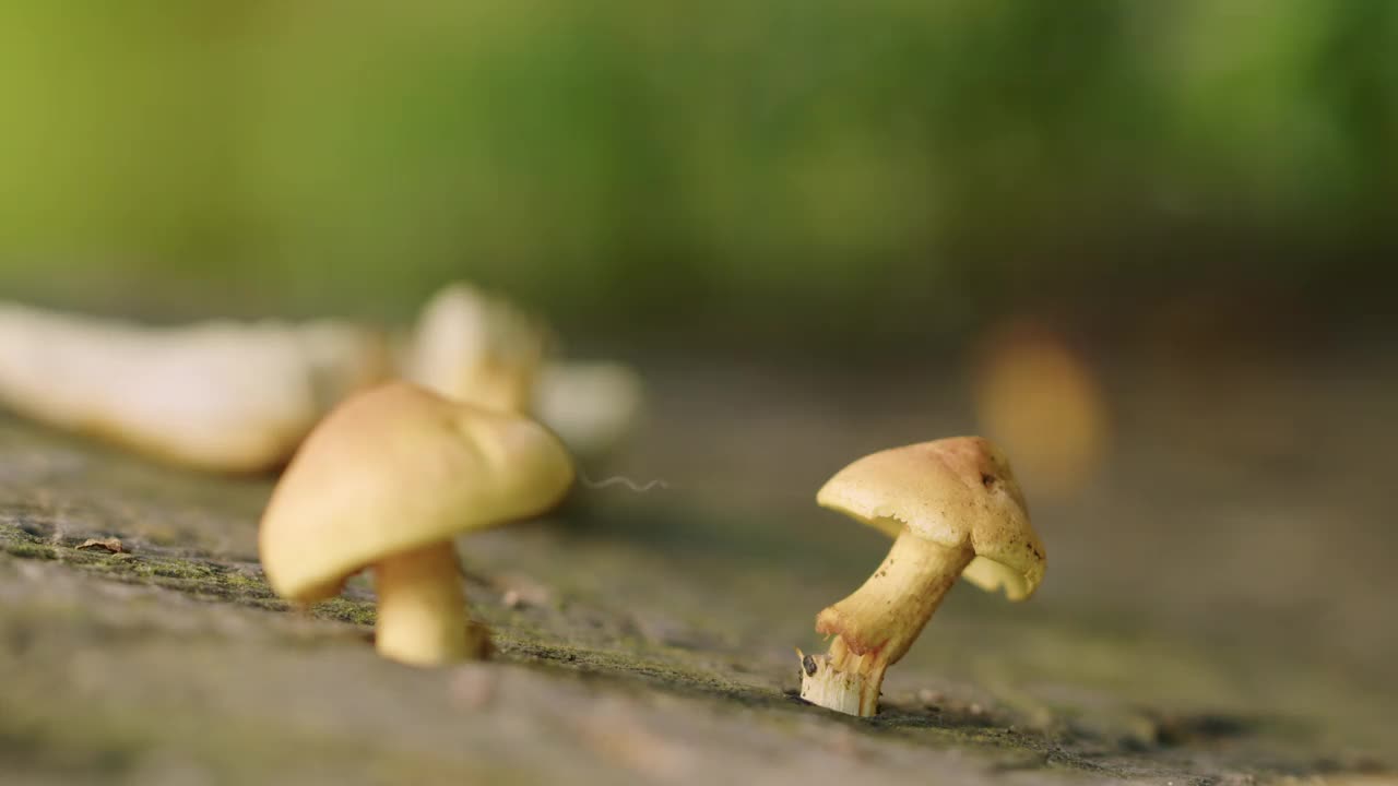 小蘑菇生长在树墩上的特写镜头。浅景深的电影镜头。背景中的布什因风而移动。视频素材