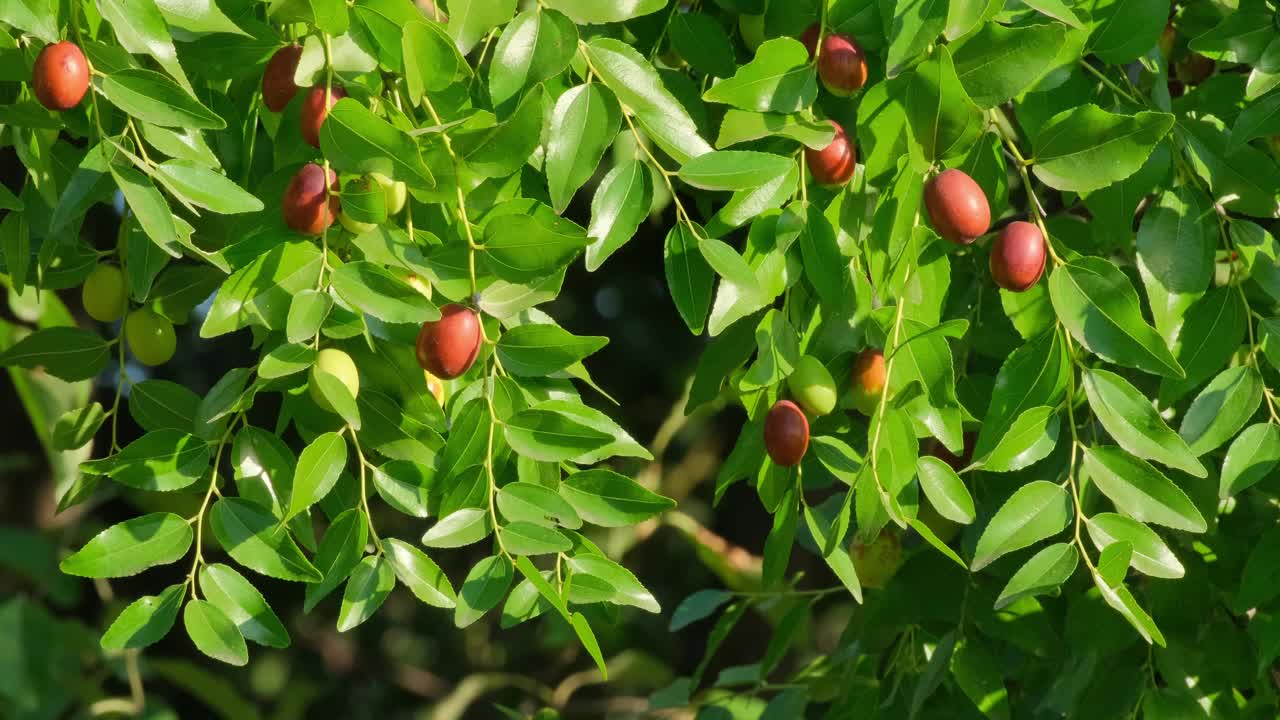 成熟的红枣果实和叶子生长在户外视频下载