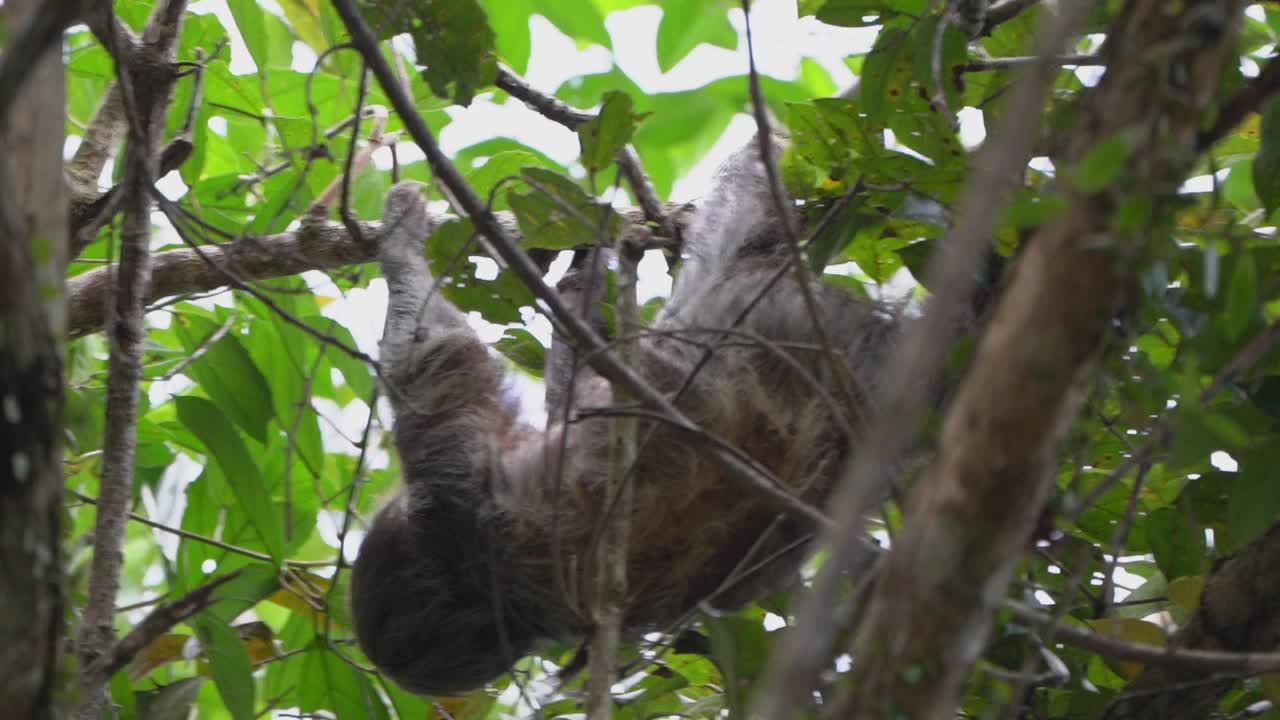 在厄瓜多尔亚马逊地区的Cuyabeno野生动物保护区，一只树懒挂在热带雨林的树冠上。视频下载