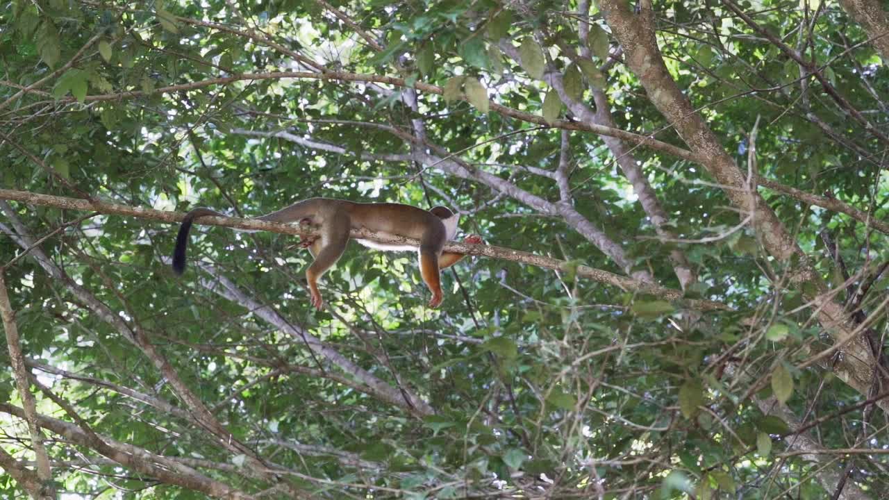 在厄瓜多尔亚马逊地区的Cuyabeno野生动物保护区，可爱的小松鼠猴穿过热带雨林的树冠。视频下载