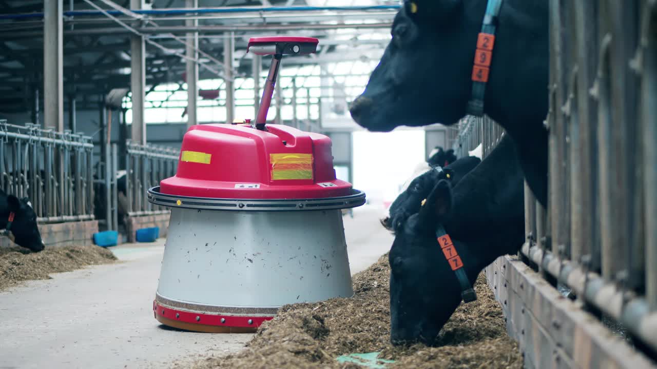干草正被一台自动化机器搬运到奶牛身边视频下载