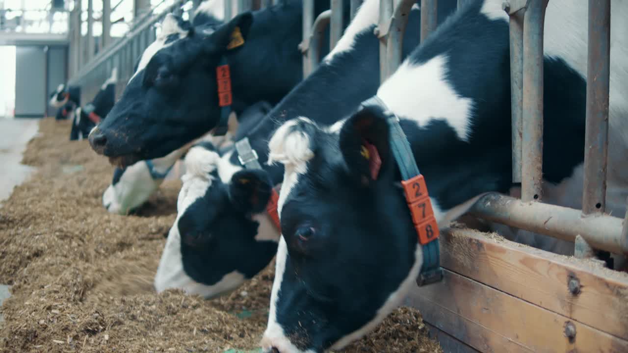 有标记的牛穿过栅栏吃东西的特写视频下载