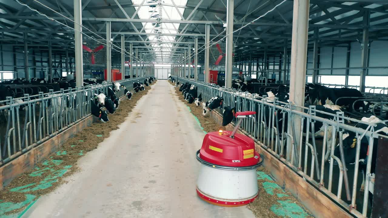 一个农业机器人穿过的牛棚视频下载