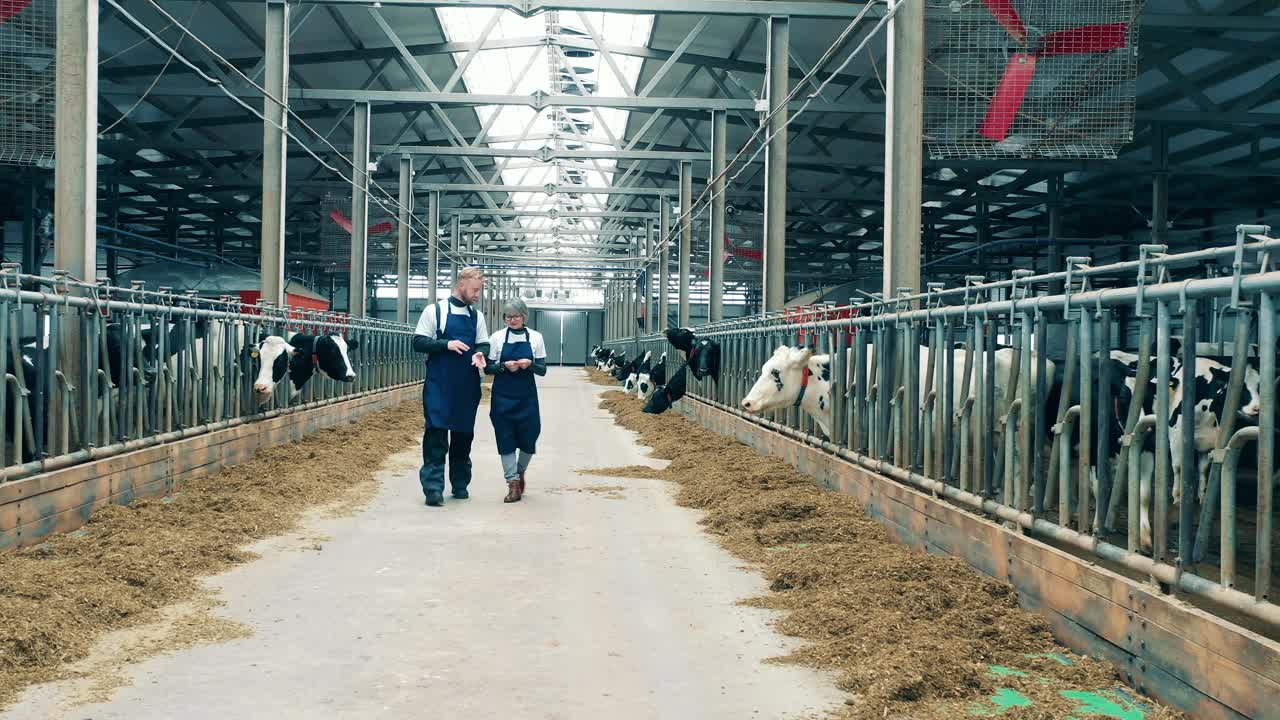两个饲养牲畜的农民在农场里散步时正在交谈视频下载