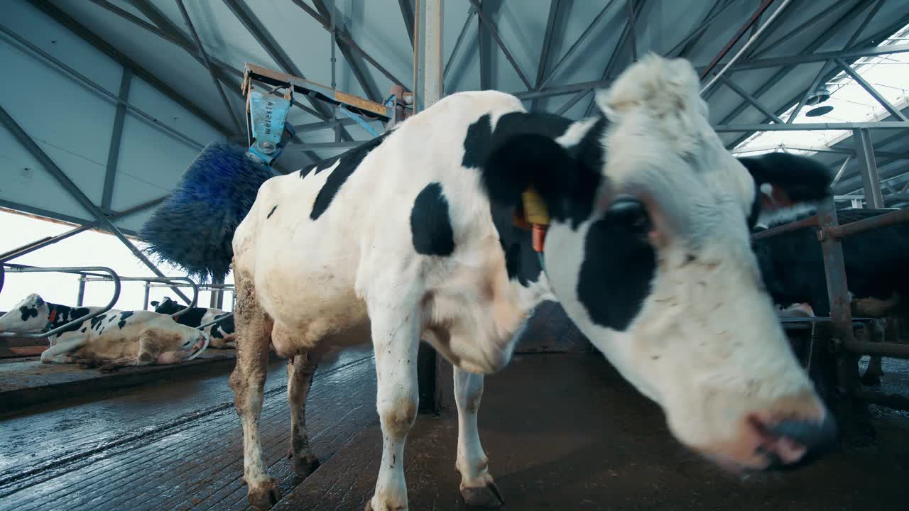农场里的奶牛正在被自动机器刷毛视频下载