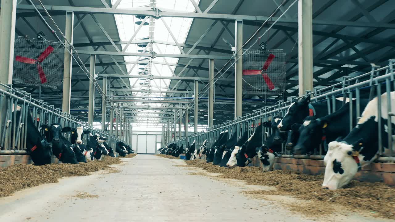 奶牛在农场里吃干草，它们之间有一条通道视频下载