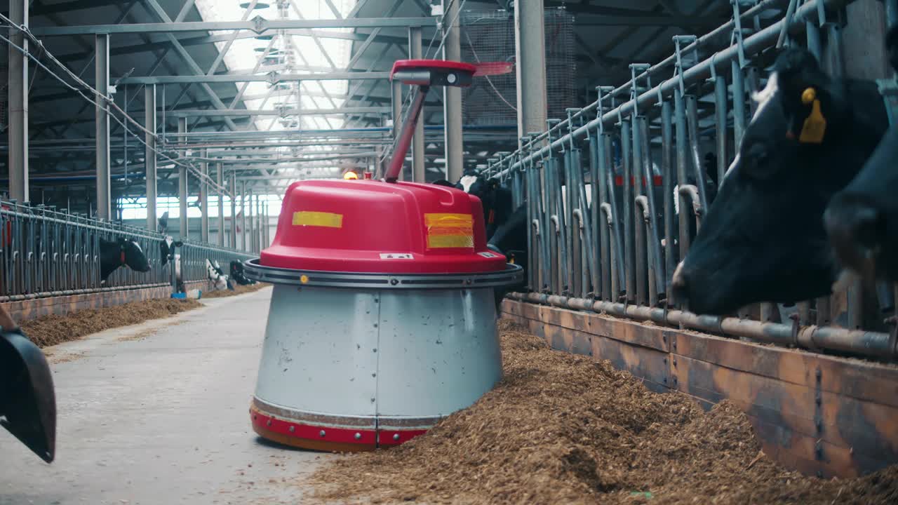 自动机器正在把干草推到离奶牛更近的地方视频下载