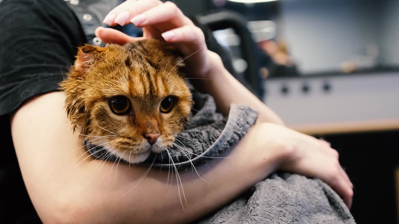 专业的猫咪美容沙龙护理视频下载