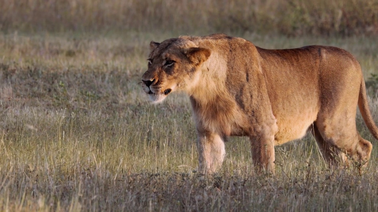 在萨凡纳野生动物园里，雌狮子在跟踪和休息。母狮视频下载