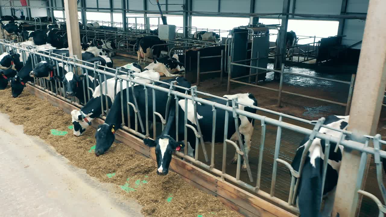 农场里的奶牛正在牛栏里吃东西视频下载