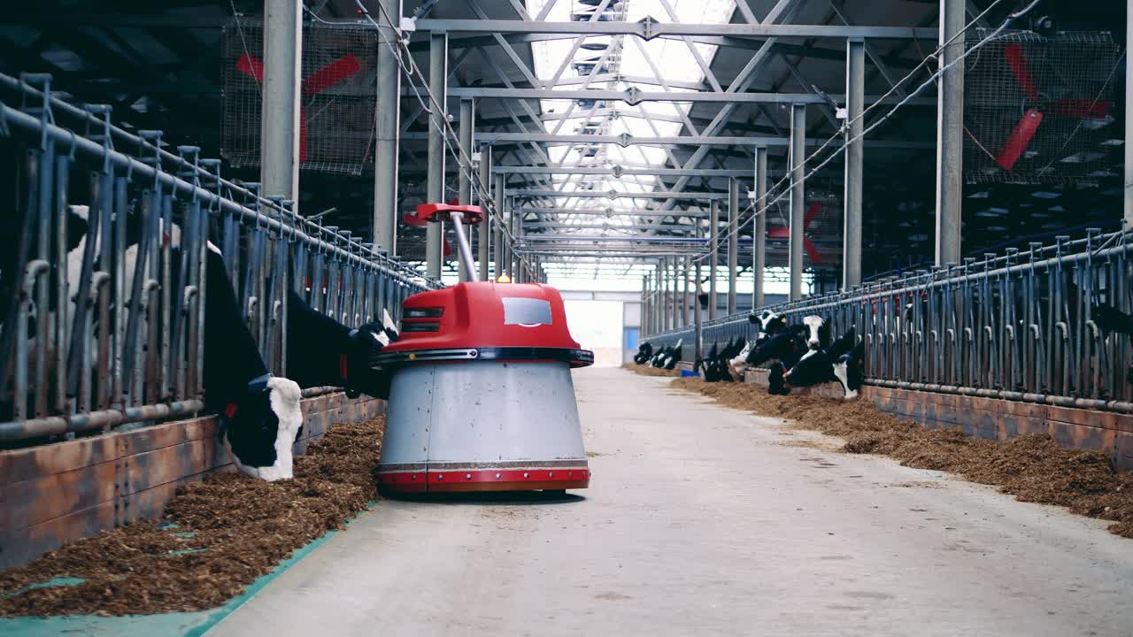 机器人饲料推送器正在帮助农场的奶牛吃干草视频下载