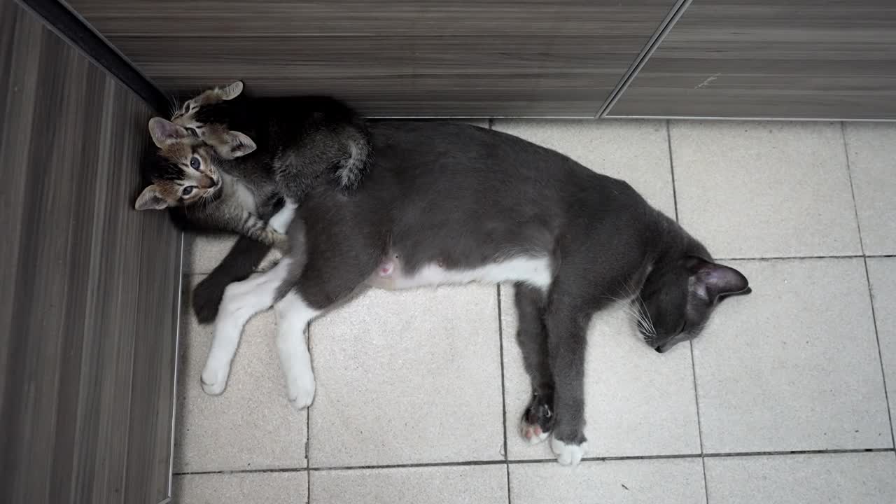 小猫在玩妈妈的尾巴。视频下载