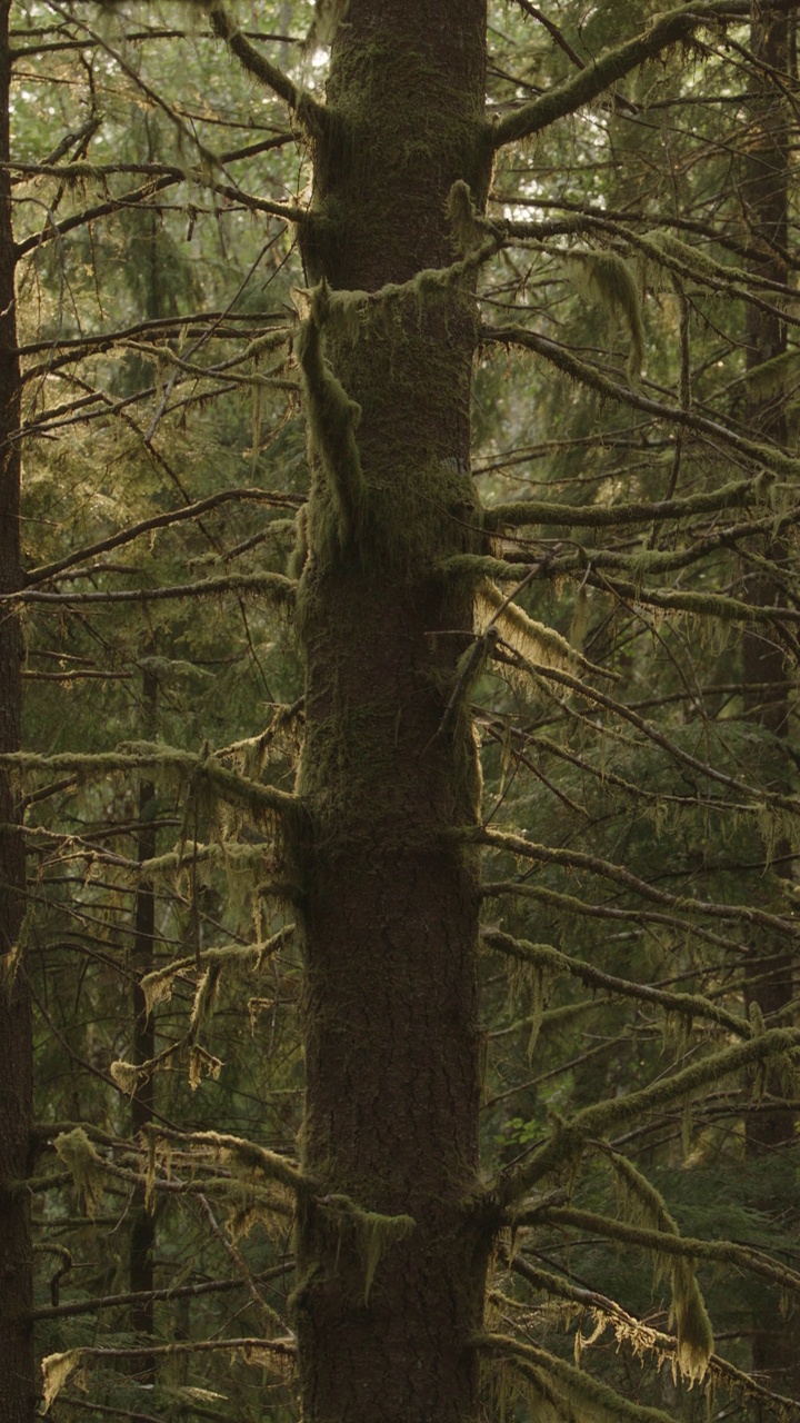 苔藓挂在冷杉树枝在热带雨林-垂直视频/福克斯，华盛顿，美国视频下载