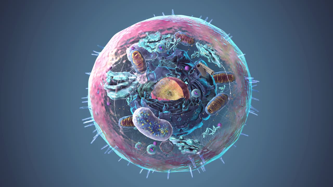 真核生物或真核细胞内的细胞器，聚焦于溶酶体，细胞的组成部分-三维插图视频下载
