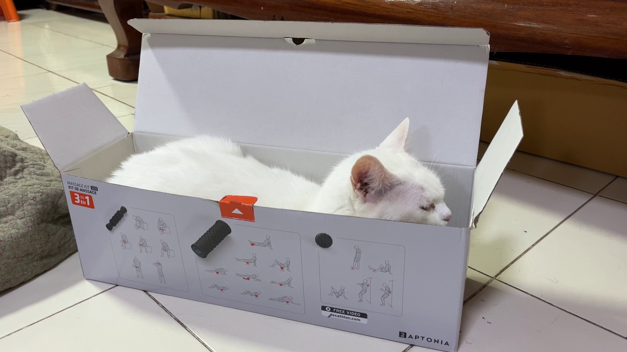 盒子里的白猫视频下载