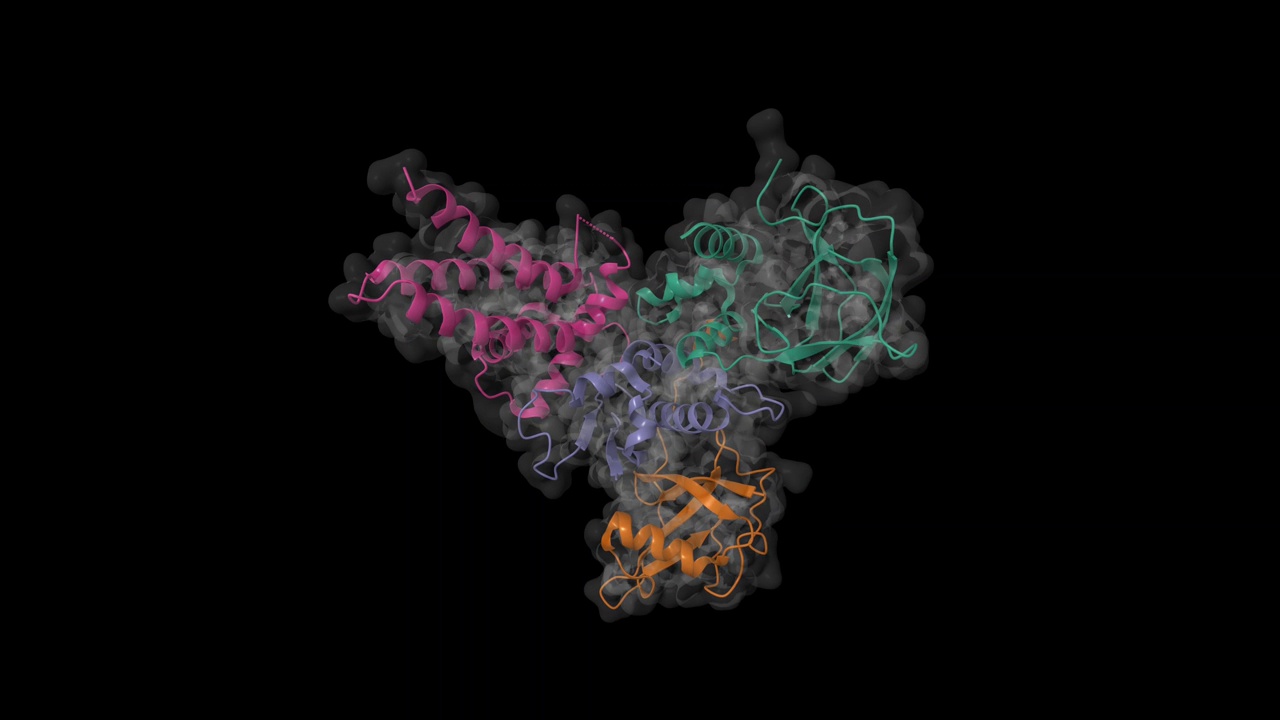 Von Hippel-Lindau病肿瘤抑制因子(VHL，绿色)-转录延伸因子B (EloB，棕色，蓝色)-Cullin 2 (Cul2，紫色)的结构视频下载