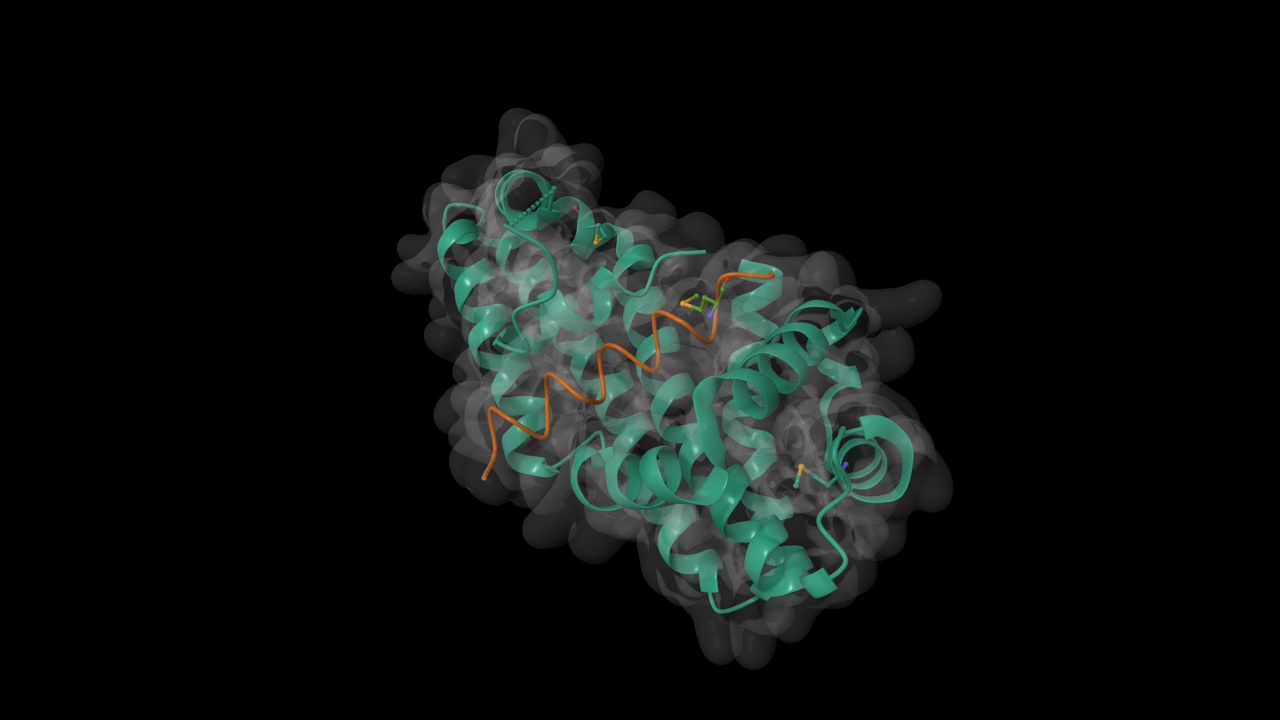 幽门螺杆菌CagA癌基因(绿色)与人肿瘤抑制细胞凋亡刺激蛋白p53(棕色)结合的结构视频下载