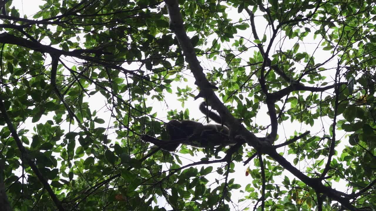 在厄瓜多尔亚马逊地区的Cuyabeno野生动物保护区，棕色毛猴，普通的或洪堡毛猴，Lagothrix lagothricha，在热带雨林的树冠上跳跃视频下载