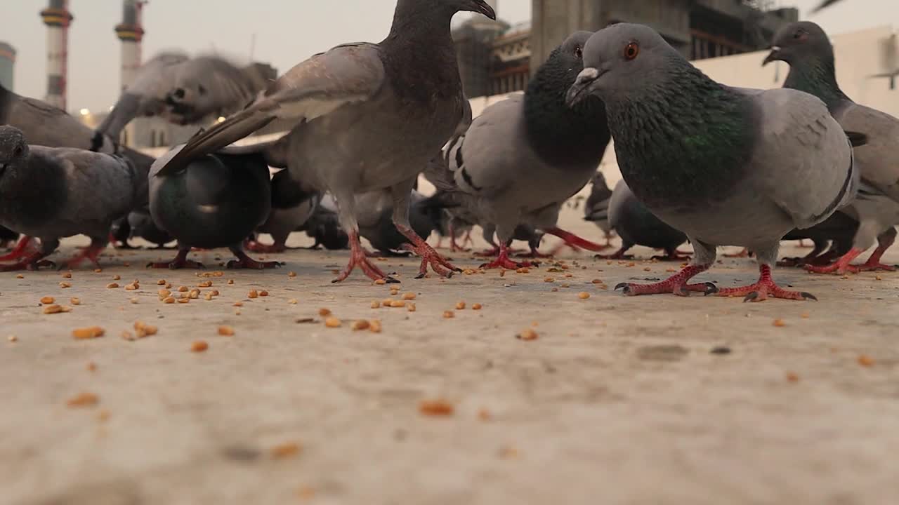 (特写)朝拜者在大清真寺(麦加)附近的广场上喂鸽子。沙特阿拉伯王国的麦加城。城市的动物视频下载